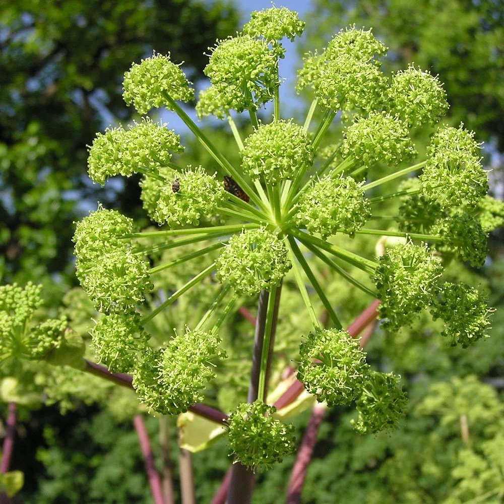 A hónap illata: Angyalgyökér, a belső bölcsesség és oltalom illata. Fizikailag segíti az emésztést és nyugtató hatása miatt is használhatjuk.